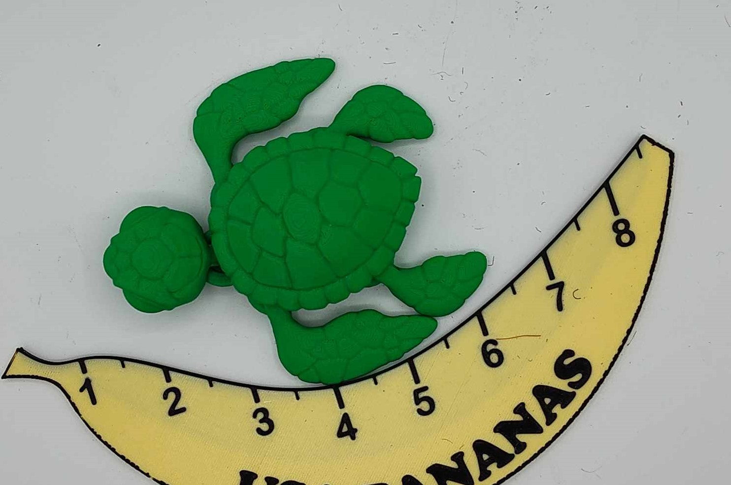 Sea Turtle