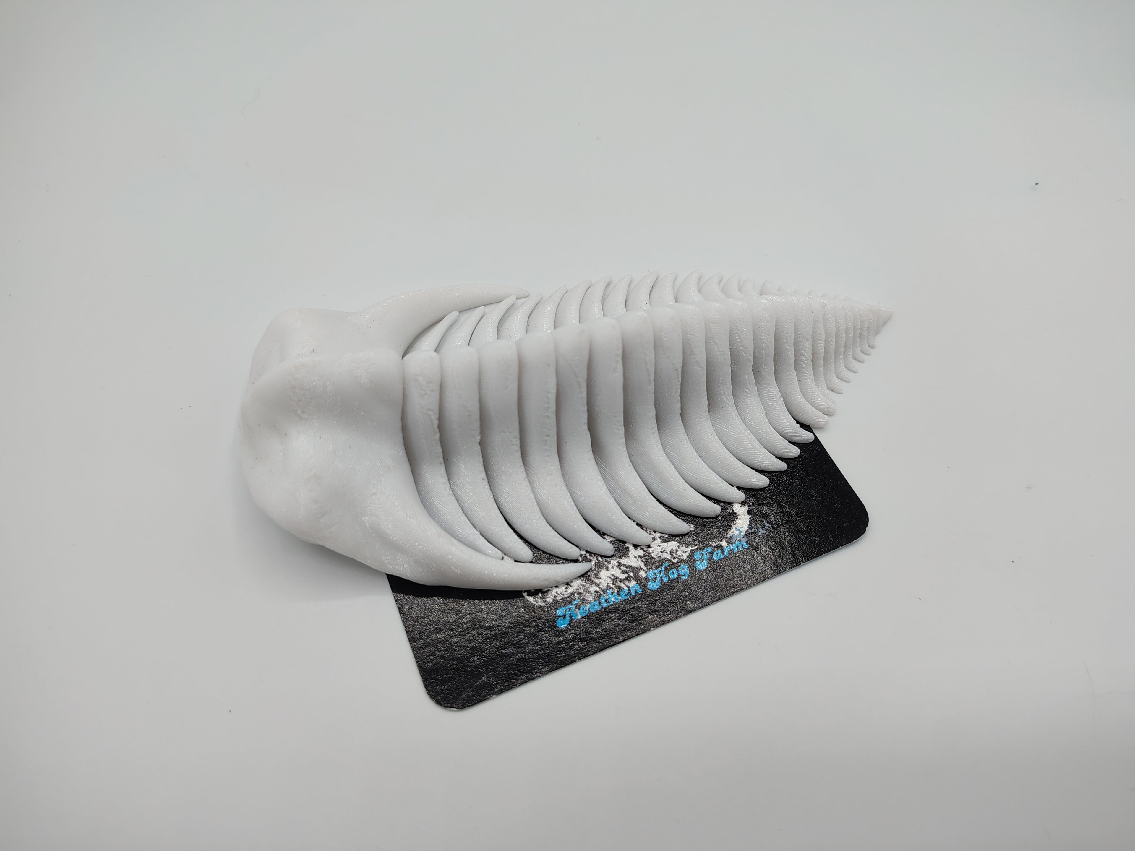 Trilobite