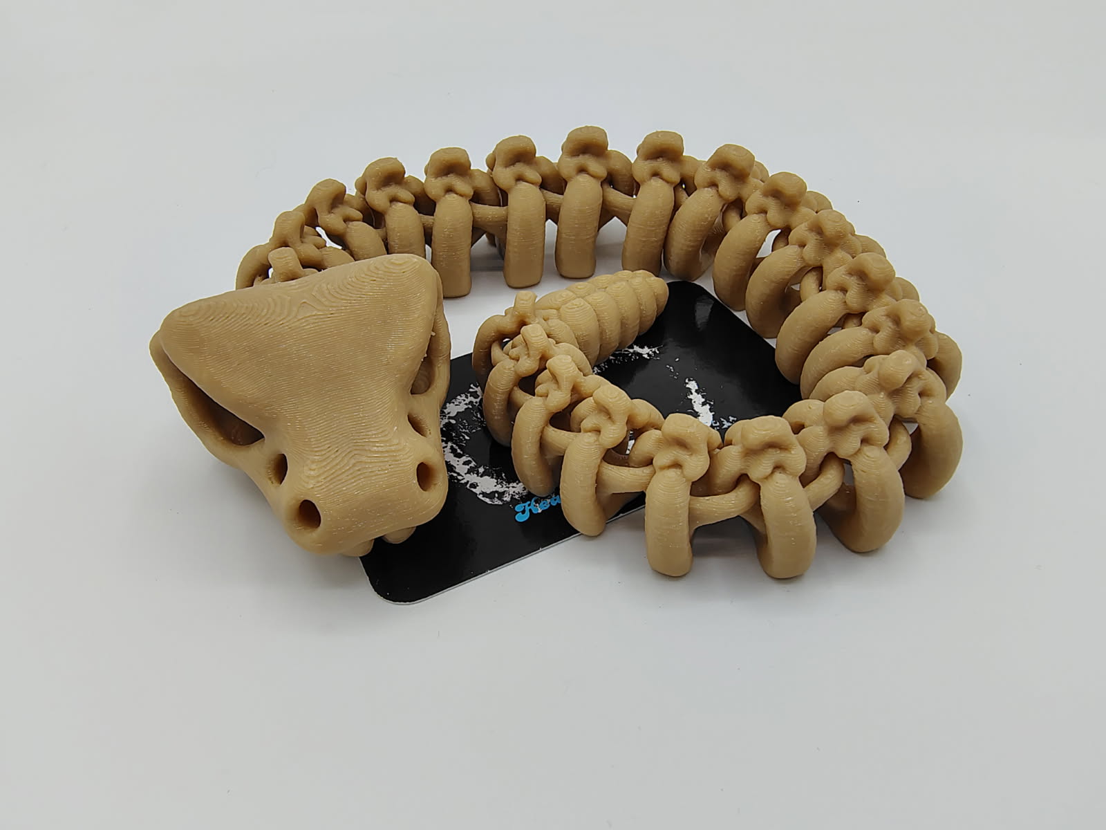 Rattlesnake Skeleton