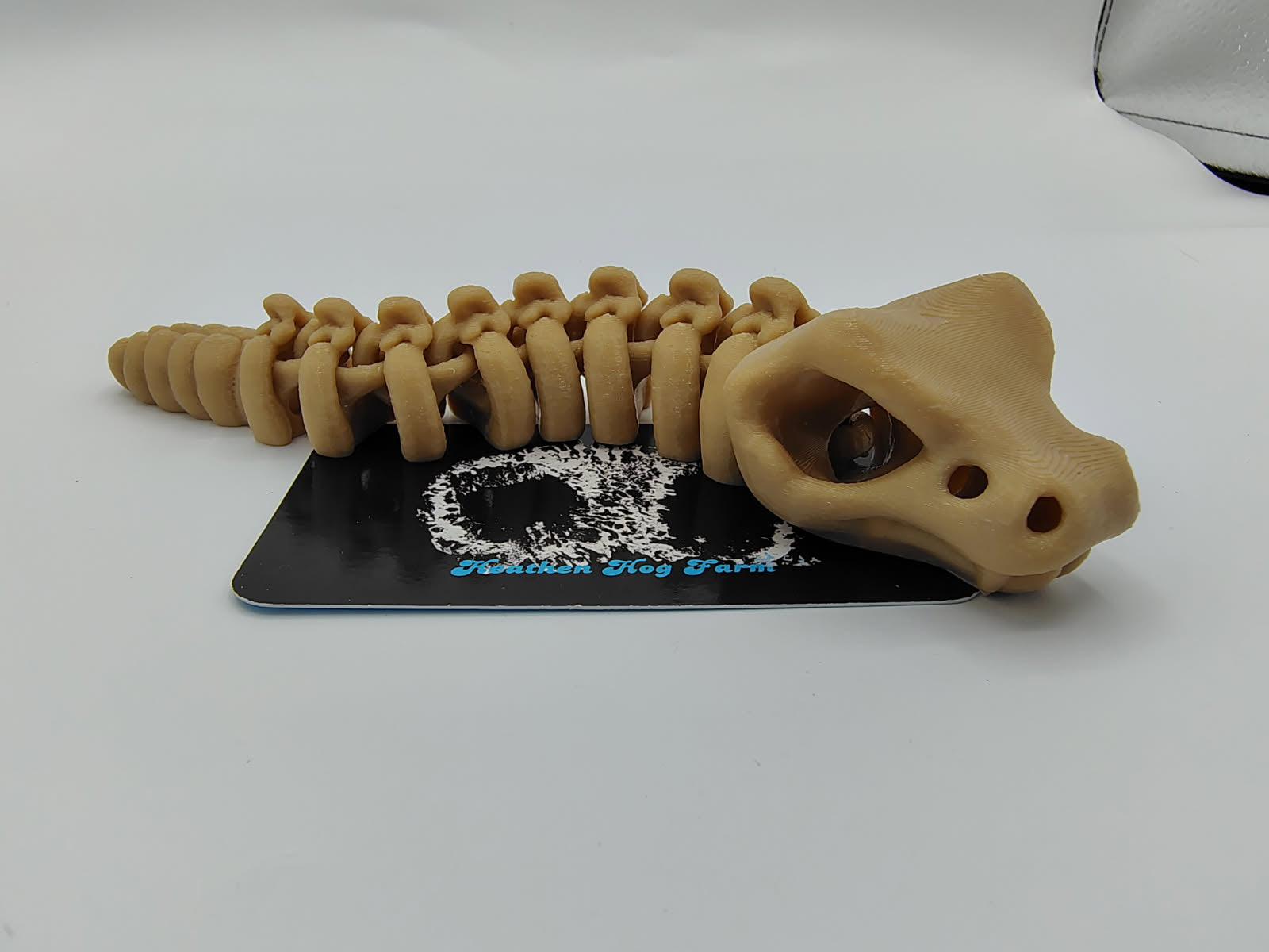 Rattlesnake Skeleton