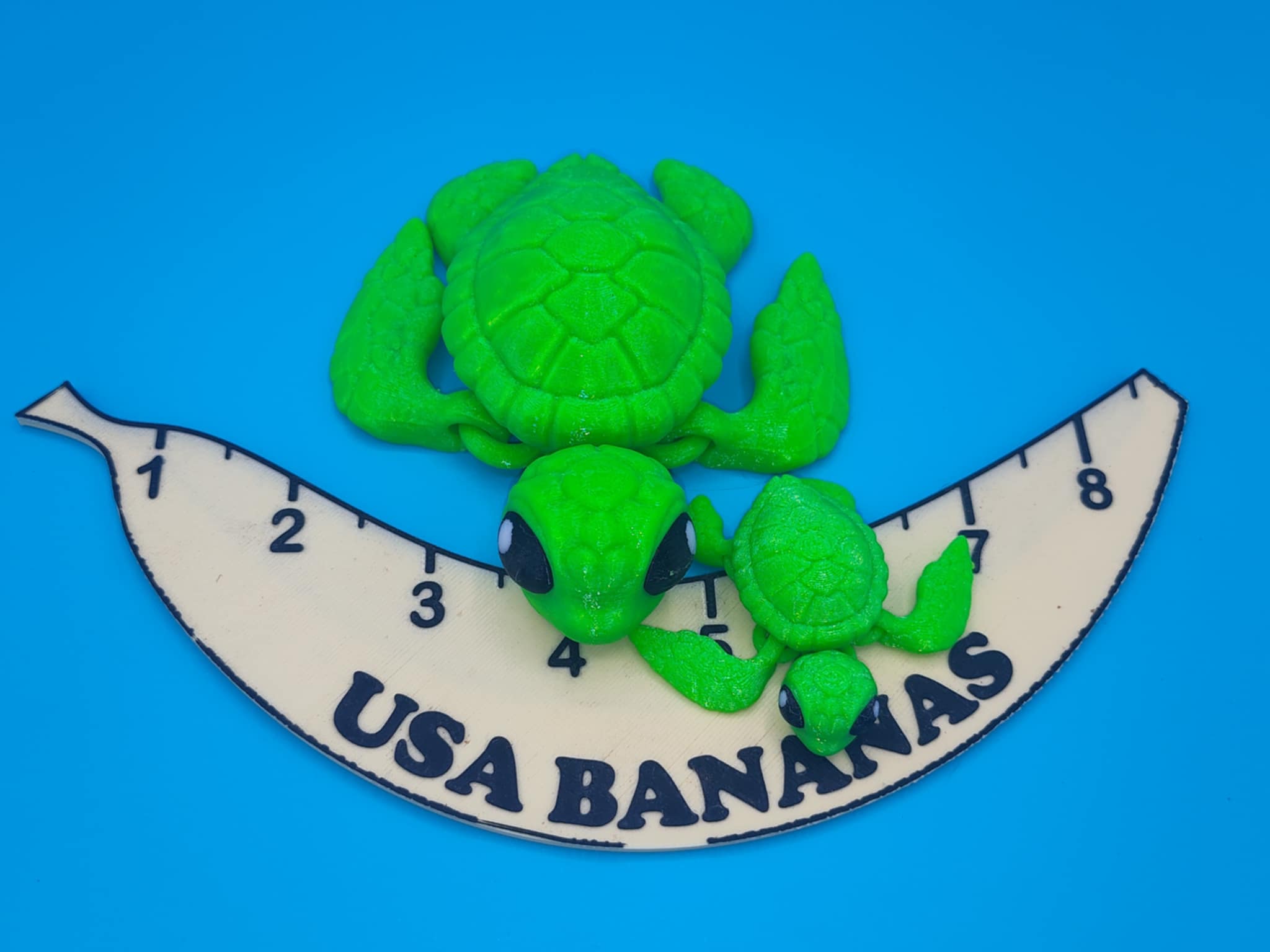 Sea Turtle