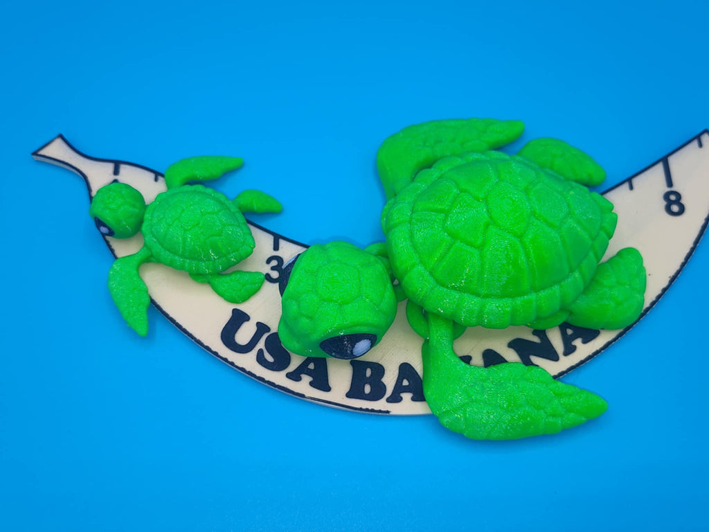 Sea Turtle