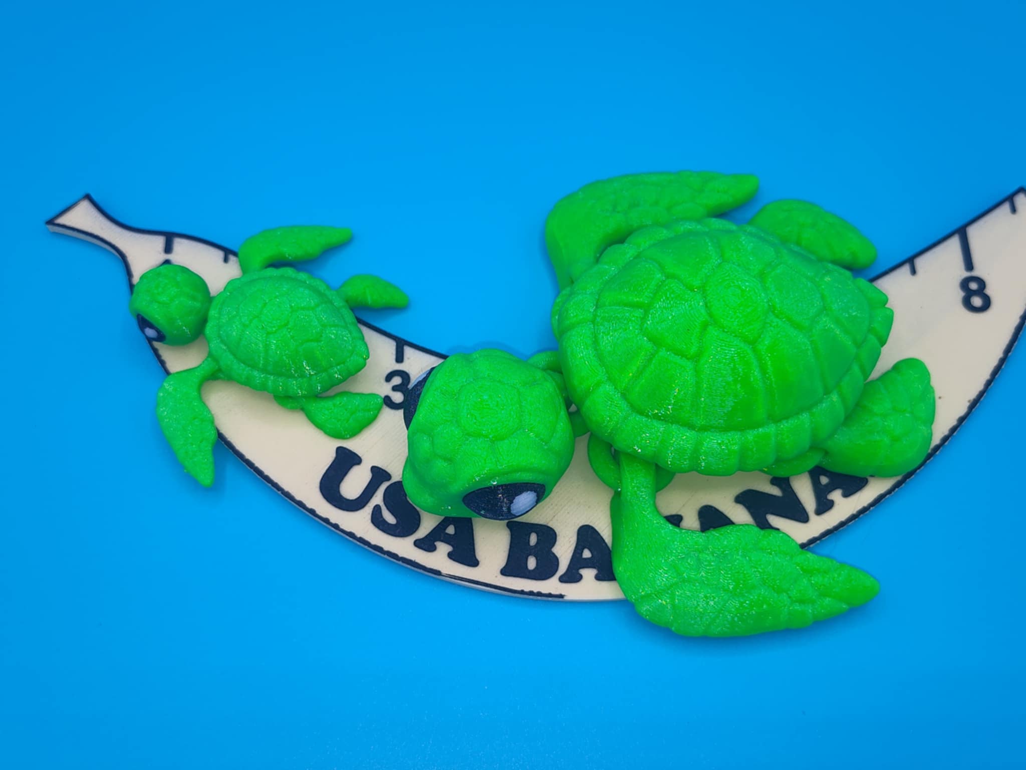 Sea Turtle